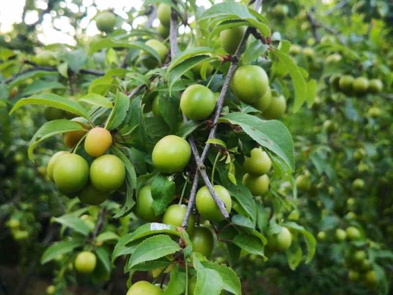 Abiding In Christ Produces&nbsp;Fruit